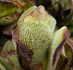 Kariba weed,<BR>Giant salvinia