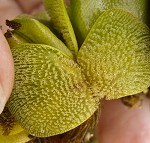 Kariba weed,<BR>Giant salvinia