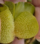 Kariba weed,<BR>Giant salvinia