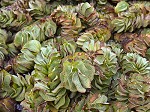 Kariba weed,<BR>Giant salvinia