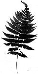 Downy shield fern,<BR>Tapering tri-vein fern,<BR>Downy maiden fern