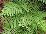 Downy shield fern,<BR>Tapering tri-vein fern,<BR>Downy maiden fern