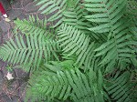 Downy shield fern,<BR>Tapering tri-vein fern,<BR>Downy maiden fern