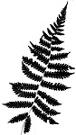 St. John's shield fern,<BR>Variable maiden fern