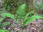 St. John's shield fern,<BR>Variable maiden fern