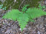 St. John's shield fern,<BR>Variable maiden fern