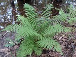 St. John's shield fern,<BR>Variable maiden fern