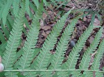 St. John's shield fern,<BR>Variable maiden fern