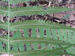 St. John's shield fern,<BR>Variable maiden fern