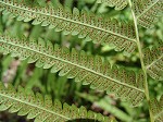 Southern shield fern,<BR>Widespread maiden fern,<BR>Kunth's shield fern