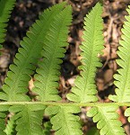 Southern shield fern,<BR>Widespread maiden fern,<BR>Kunth's shield fern