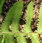 Southern shield fern,<BR>Widespread maiden fern,<BR>Kunth's shield fern