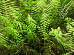 Southern shield fern,<BR>Widespread maiden fern,<BR>Kunth's shield fern