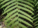 Southern shield fern,<BR>Widespread maiden fern,<BR>Kunth's shield fern