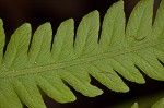 Southern shield fern,<BR>Widespread maiden fern,<BR>Kunth's shield fern