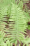 Southern shield fern,<BR>Widespread maiden fern,<BR>Kunth's shield fern