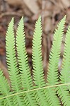 Southern shield fern,<BR>Widespread maiden fern,<BR>Kunth's shield fern