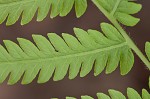 Southern shield fern,<BR>Widespread maiden fern,<BR>Kunth's shield fern