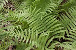 Southern shield fern,<BR>Widespread maiden fern,<BR>Kunth's shield fern