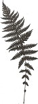 New York fern,<BR>Tapering fern