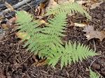 New York fern,<BR>Tapering fern