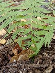 New York fern,<BR>Tapering fern