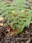 New York fern,<BR>Tapering fern