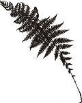 New York fern,<BR>Tapering fern