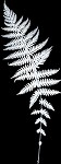 New York fern,<BR>Tapering fern