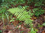 New York fern,<BR>Tapering fern