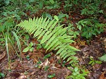 New York fern,<BR>Tapering fern