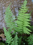 New York fern,<BR>Tapering fern