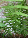 New York fern,<BR>Tapering fern