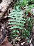 New York fern,<BR>Tapering fern