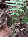 New York fern,<BR>Tapering fern