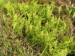 Marsh fern