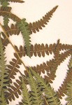 Marsh fern