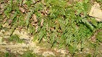 Appalachian filmy fern