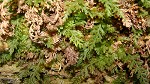 Appalachian filmy fern