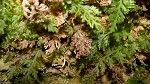 Appalachian filmy fern