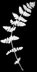 Blunt-lobed cliff fern,<BR>Common woodsia