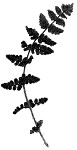 Blunt-lobed cliff fern,<BR>Common woodsia