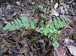 Blunt-lobed cliff fern,<BR>Common woodsia