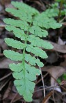 Blunt-lobed cliff fern,<BR>Common woodsia