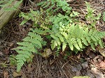 Blunt-lobed cliff fern,<BR>Common woodsia