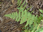 Blunt-lobed cliff fern,<BR>Common woodsia