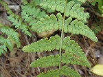 Blunt-lobed cliff fern,<BR>Common woodsia