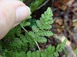 Blunt-lobed cliff fern,<BR>Common woodsia