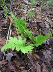 Netted chainfern,<BR>Net-veined chain fern