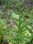 Netted chainfern,<BR>Net-veined chain fern